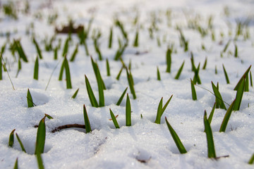 Fr&uuml;hbl&uuml;her im Schnee