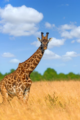 Giraffe in National park of Kenya