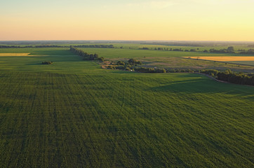 Aerial view over rows of plants at the agricultural fields during sunset on a sunny summer day....
