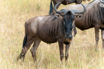 Naklejka na ściany i meble Wildebeest in National park of Africa