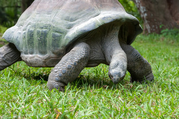 Turtle in grass