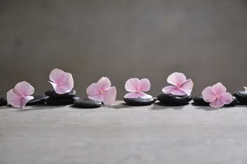 Foto auf Acrylglas Reihe von rosa Hortensienblüten mit schwarzen Steinen auf grauem Hintergrund © Mee Ting