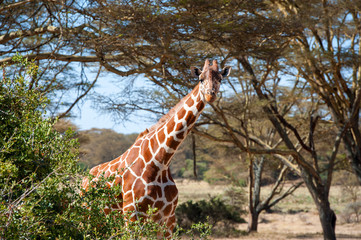 Giraffe in National park of Kenya