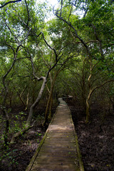 Mangrove Forest