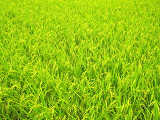 風のある稲田風景