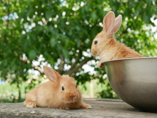 Polonne / Ukraine - 3 June 2018: Two rabbits