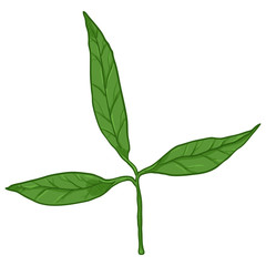 Fototapeta premium Vector Cartoon Illustration - Green Twig with Tree Leaves