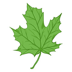 Fototapeta premium Vector Cartoon Illustration - Green Leaf of Maple