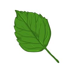 Obraz premium Vector Cartoon Illustration - Green Leaf of Birch