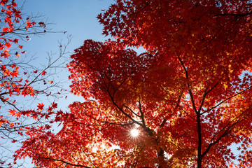 Sunlight through the leaves in Koyasan, Japan