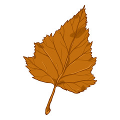 Vector Cartoon Illustration - Autumn Fallen Orange Leaf of Birch