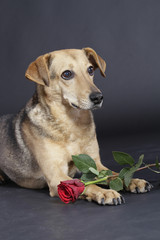 Haushund von vorne mit Rose