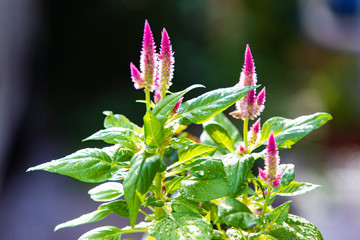 花冠がスギの木の形に似た赤いヤリケイトウの咲き始め