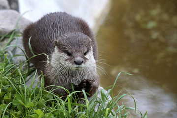 Zwergotter (Aonyx cinerea), Kurzkrallenotter