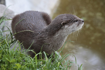 Zwergotter (Aonyx cinerea), Kurzkrallenotter