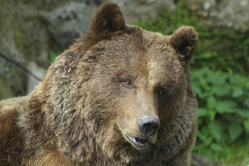 Fototapeta na wymiar Europäischer Braunbär (Ursus arctos) Portrait