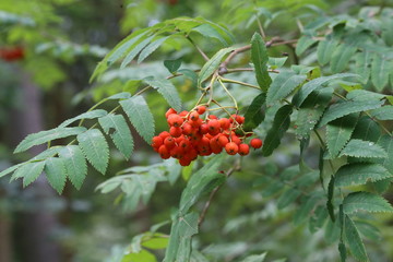 Ripe mountain ash on branches