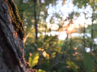 Nature, the river Oka