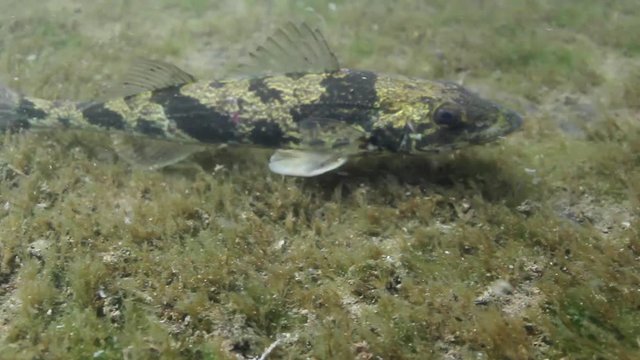Freshwater fish Zingel (Zingel zingel) in the beautiful clean river. Underwater video in the danube river. Wild life animal footage. Zingel in the nature habitat with nice background. Live in the rive