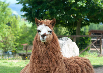 Close up portrait of lama