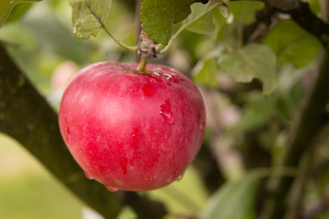 Ripe red apple on an apple branch. Orchard after rain