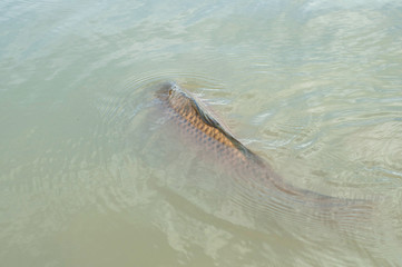 Obraz premium A big carp swimming of the surface of water breathing and looking food
