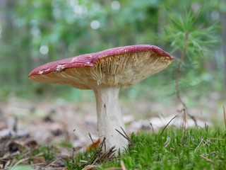Strigani / Ukraine - July 27 2018: Mushrooms in the forest in the summer