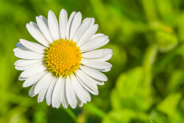 Chamomile among flowers