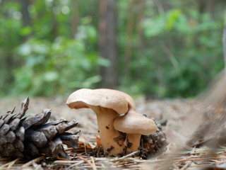 Strigani / Ukraine - July 27 2018: Mushrooms in the forest in the summer