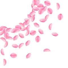 Sakura petals falling down. Romantic pink bright big flowers. Thick flying cherry petals. Left top c