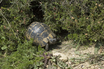 turtle in the bushes in the wild