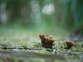 Strigani / Ukraine - July 27 2018: Mushrooms in the forest in the summer