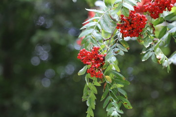 Ripe mountain ash on branches