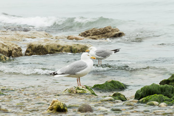 Seagulls sitting on the rocks. Herring gulls having rest on the beach at low tide in Normandy, France. Seabirds, wildlife and nature concept