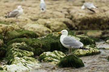 Seagulls sitting on the rocks. Herring gulls having rest on the beach at low tide in Normandy, France. Seabirds, wildlife and nature concept