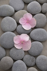 Fototapeta na wymiar Two Pink hydrangea petals with pile of gray stones on gray background