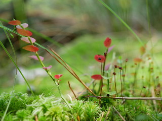 Strigani / Ukraine - July 27 2018: Forest flora