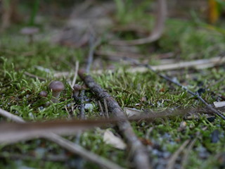 Strigani / Ukraine - July 27 2018: Mushrooms in the forest in the summer