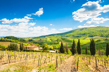 Fototapeta na wymiar Young vineyards in Tuscany, Italy.