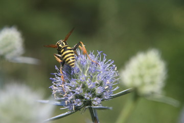 wasp