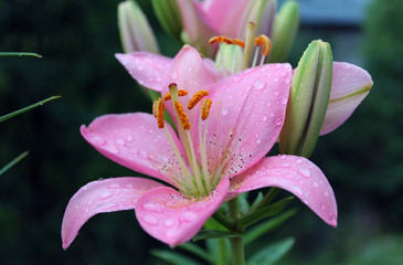 Fototapeta premium flower