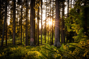 Wald leuchtet beim Sonnenuntergang im Sommer
