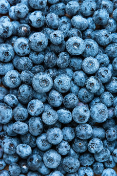 Fresh blueberry background. Blueberries texture close up