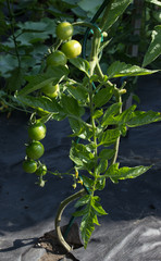 Tomatoes growing in the garden in sunshine