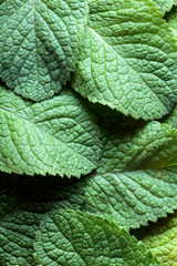 Mint leaves background.