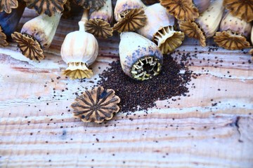 mohnkapsel aufgeschnitten