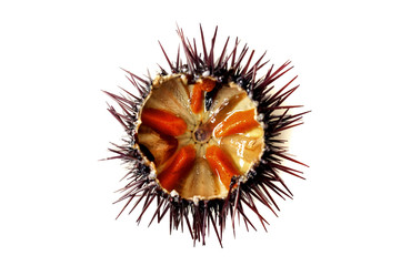 Purple sea urchin
