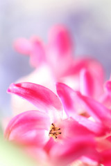 Fototapeta na wymiar dreamlike pink hyacinth