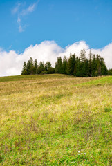 Obraz premium spruce woodlot on top of a hill. hillside with weathered grass in early autumn. massive cloud behind the scene. lovely nature background