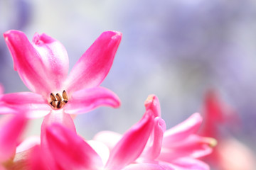 Fototapeta na wymiar dreamlike pink hyacinth